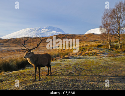 Red-deer stag in winter above Rannoch Moor, with the snow-covered tops of the Blackmount just visible, Scottish Highlands, UK Stock Photo