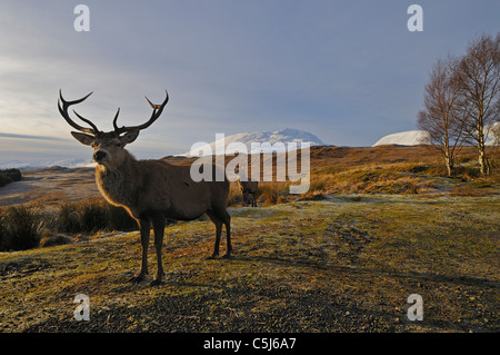 Red-deer stag in winter above Rannoch Moor, with the snow-covered tops of the Blackmount just visible, Scottish Highlands, UK Stock Photo