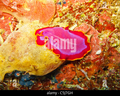 Colourful flat worm. Stock Photo