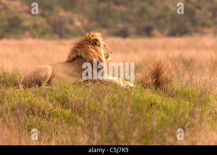 lion in Welgevonden game reserve, South africa Stock Photo