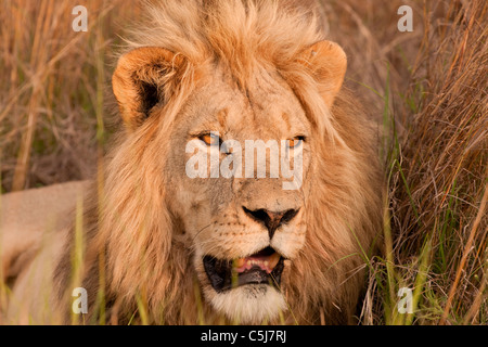 Lion in Welgevonden game reserve, South africa Stock Photo