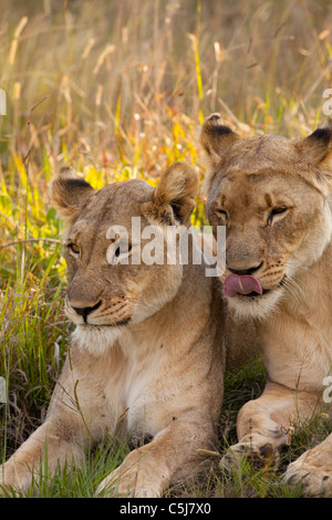 Lion in Welgevonden game reserve, South africa Stock Photo