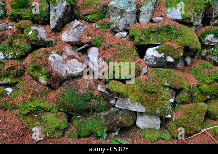 Tumble-down dry-stone wall covered with moss, lichen and pine needles, near trinafour, Perthshire, Scotland, UK. Stock Photo