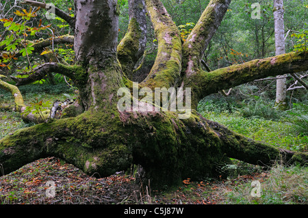 Ancient deciduous woodlands above Loch Tay, Perthshire, Scotland, UK. Stock Photo