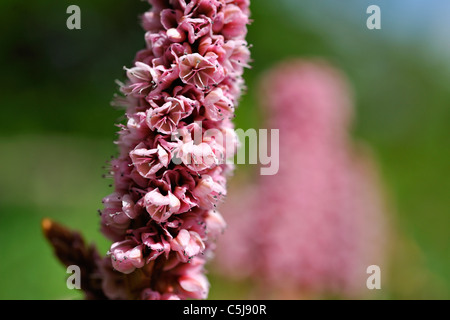 Close-up of pink polygonum Persicaria Affine flowers in a garden at Killin, Perthshire, Scotland, UK. Stock Photo