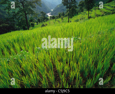 Newly-planted rice fields looking down to the distant Tamur river in east Nepal Stock Photo