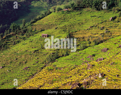 Terraced fields of rice and barley step down a hillside near the village of Sinam in the foothills of the Kangchenjunga range Stock Photo