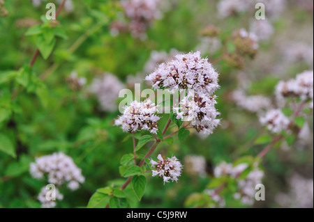 Oregano - Wild marjoram (Origanum vulgare) flowering in summer Stock Photo