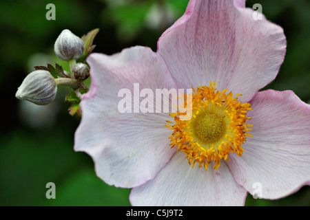 Close-up of Japanese Anemone flower and buds in a summer garden. Stock Photo