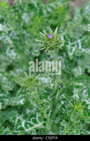 Blessed milk thistle - Marian Thistle - Mary Thistle (Silybum marianum) starting to bloom in early summer Stock Photo