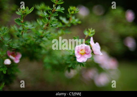 Close-up of bright pink potentilla Potentilla Fruticosa 'Princess' with shallow depth of field and interesting bokeh. Stock Photo