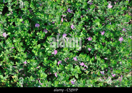 Common restharrow - Rest-harrow (Ononis repens) flowering in summer Stock Photo