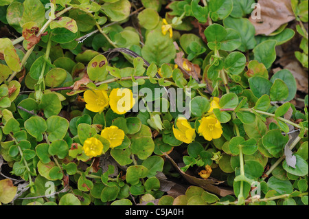 Creeping Jenny - Moneywort - Herb Twopence - Twopenny grass (Lysimachia nummularia) flowering in summer Stock Photo