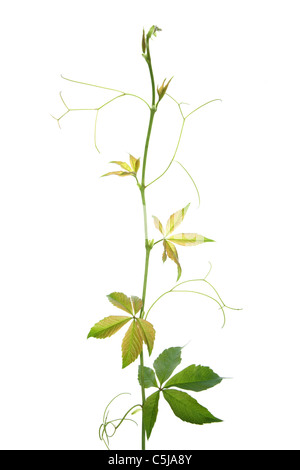 Virginia creeper vine isolated on white Stock Photo
