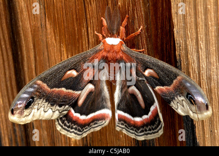 Hyalophora cecropia moth resting on wood siding of a building Stock Photo