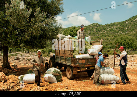 South Turkey Farm Farmer Turkish Harvest Mint between Kas and Antalya Stock Photo