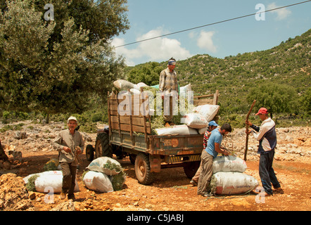 South Turkey Farm Farmer Turkish Harvest Mint between Kas and Antalya Stock Photo