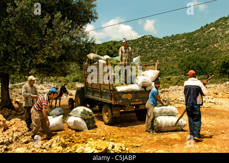 South Turkey Farm Farmer Turkish Harvest Mint between Kas and Antalya Stock Photo