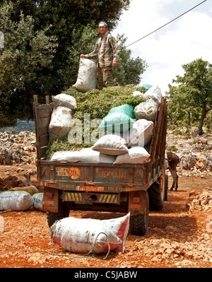 South Turkey Farm Farmer Turkish Harvest Mint between Kas and Antalya Stock Photo