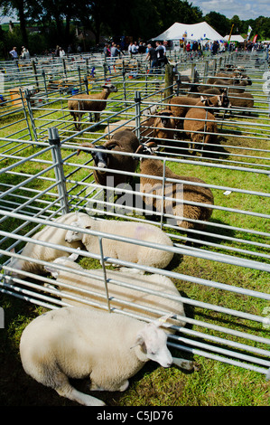 Local agricultural show held annually in the town of BIGGAR in South Lanarkshire, Scotland. Stock Photo