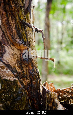 Rubber trees being tapped in a plantation Stock Photo