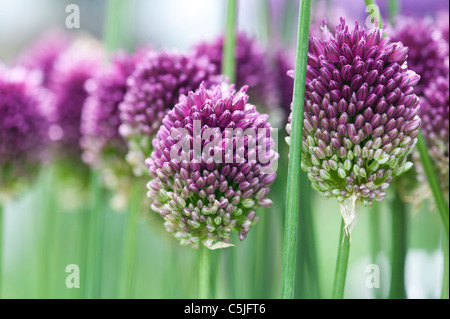 Allium sphaerocephalon. Round headed leek. Round-headed garlic flower Stock Photo