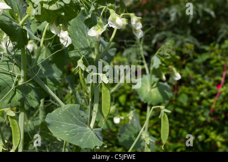 Pea pods Growing in rural english country garden. Stock Photo