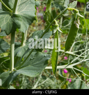 Pea pods Growing in rural english country garden. Stock Photo