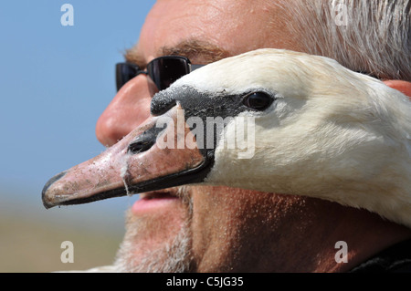 The biggest swan round up in the UK at the the Fleet Nature Reserve in Dorset. Stock Photo