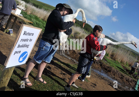 The biggest swan round up in the UK at the the Fleet Nature Reserve in Dorset. Stock Photo