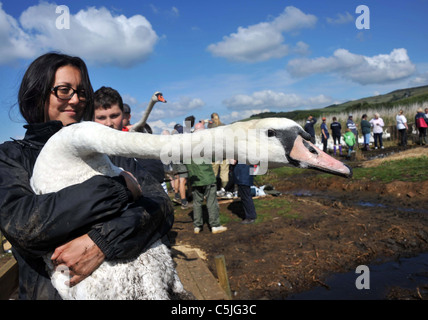 The biggest swan round up in the UK at the the Fleet Nature Reserve in Dorset. Stock Photo