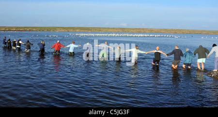 The biggest swan round up in the UK at the the Fleet Nature Reserve in Dorset. Stock Photo