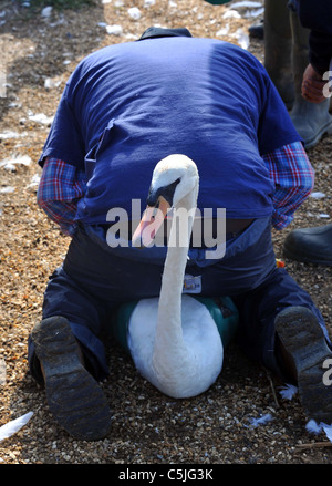 The biggest swan round up in the UK at the the Fleet Nature Reserve in Dorset. Stock Photo