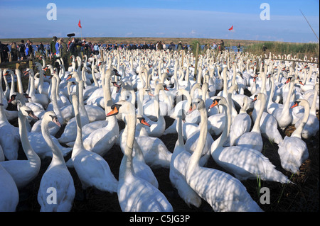 The biggest swan round up in the UK at the the Fleet Nature Reserve in Dorset. Stock Photo