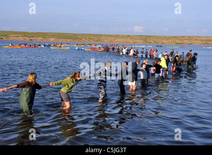 The biggest swan round up in the UK at the the Fleet Nature Reserve in Dorset. Stock Photo