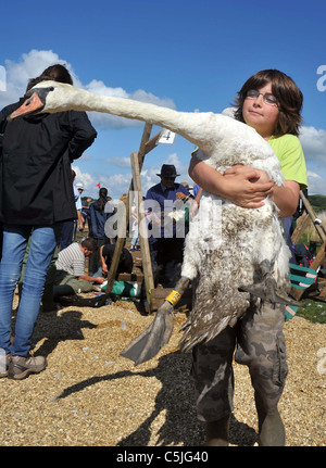 The biggest swan round up in the UK at the the Fleet Nature Reserve in Dorset. Stock Photo