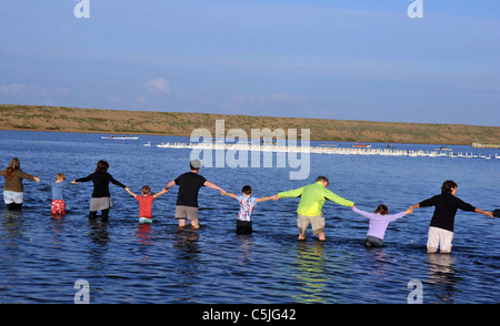 The biggest swan round up in the UK at the the Fleet Nature Reserve in Dorset. Stock Photo