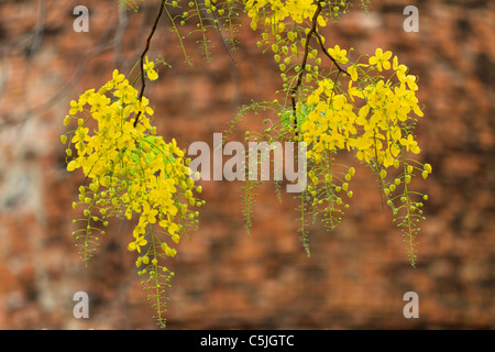 Golden shower tree (Cassia fistula) is Blooming on tree with Blue sky and  Sunlight Stock Photo - Alamy