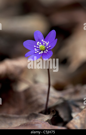 Common hepatica / Anemone hepatica / liverwort / kidneywort (Hepatica nobilis) in forest, Dalarna, Sweden Stock Photo