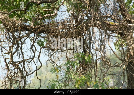 twisted and tangled tropical vines in kaeng krachan national park, thailand Stock Photo