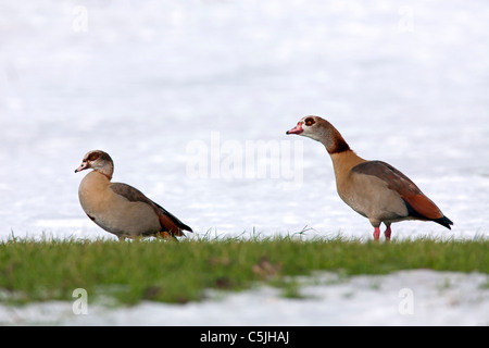 Egyptian Geese (Alopochen aegyptiacus) in winter, snow, in aggressive ...