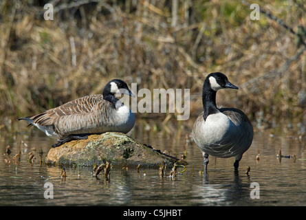 Two Canada Geese (Branta canadensis) resting in lake, Dalarna, Sweden Stock Photo