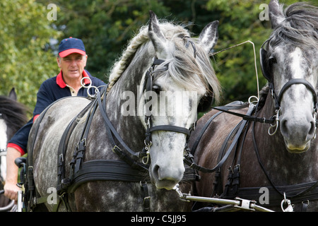 Percheron breed of draft horses that originated in the Perche valley in northern France Harnessed for a show Equus ferus caballu Stock Photo