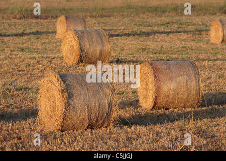 Bales of hay in a field ready for collection Stock Photo
