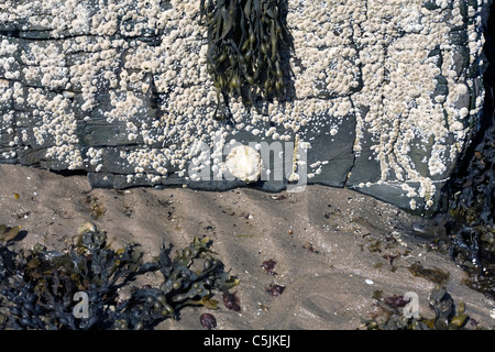 Common Limpets and Acorn Barnacles Rubha Ardnish Beach Breakish Broadford Isle of Skye Scotland