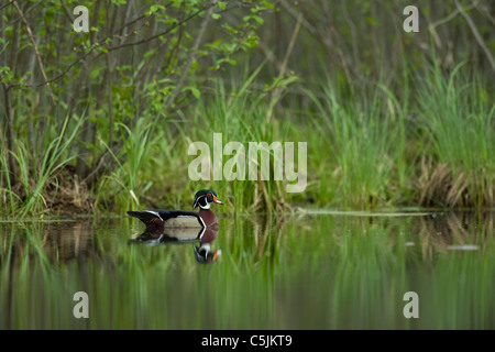 Wood duck drake on pond Aix sponsa Eastern United States Stock Photo