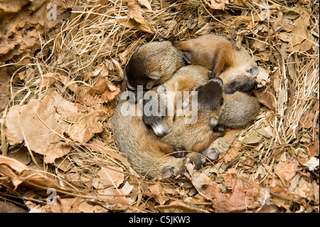 Litter of newborn Woodchucks in den Marmota monax also known as Groundhogs Eastern USA Stock Photo