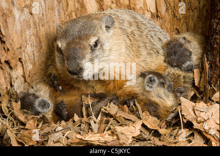 Marmot mom with baby Stock Photo - Alamy