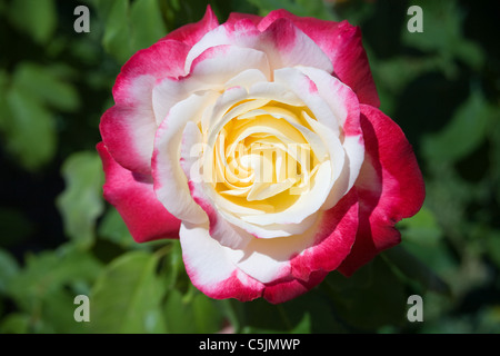 Garden rose. Flower. Double Delight Stock Photo