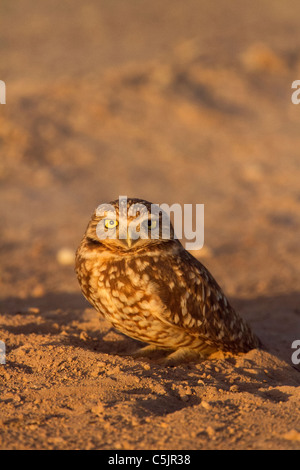 Northern (or Western) Burrowing Owl, near the Salton Sea, Imperial Valley, California. Stock Photo